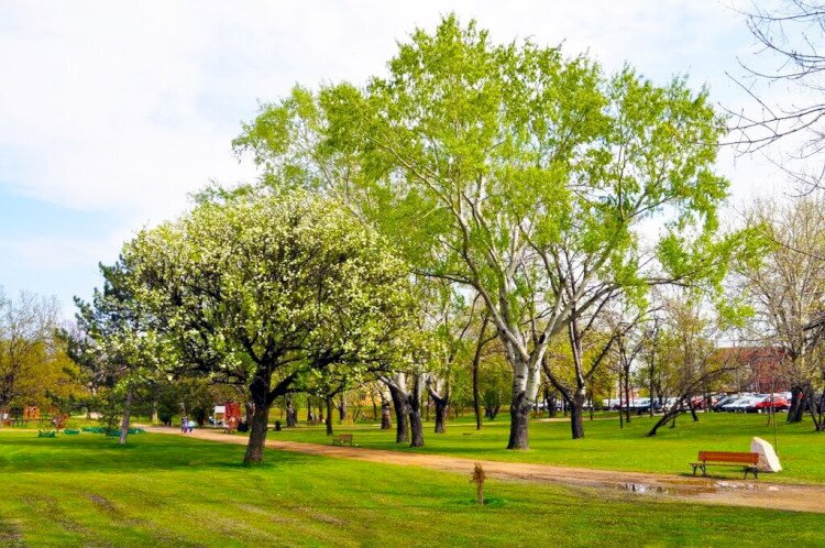 Halesz park