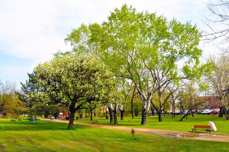 Halesz park