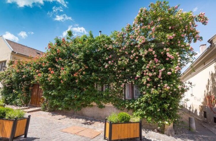 Rose House