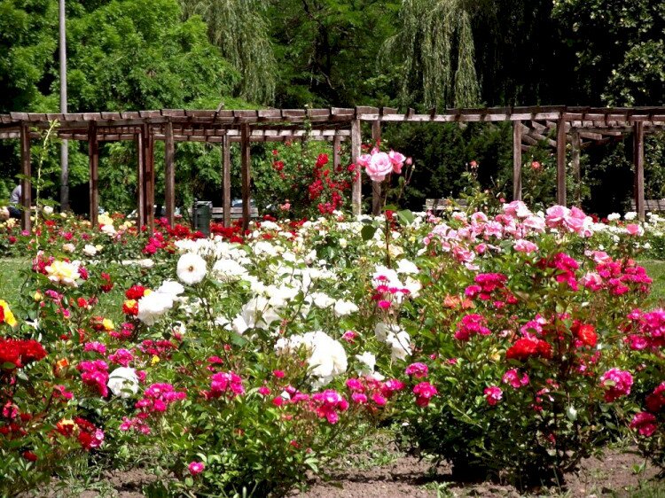 Rose Park
