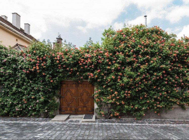 Rose House